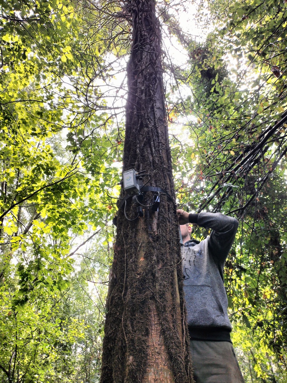 Ricerca di Sorgenia sul rapporto degli italiani con le foreste