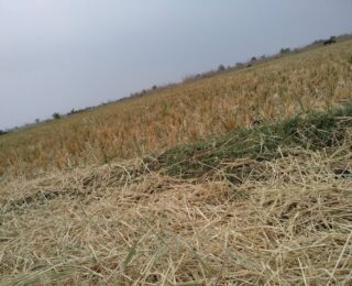 Immagine di eventi climatici estremi che colpiscono l'agricoltura