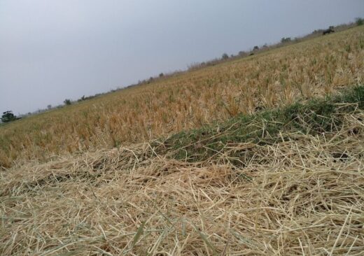 Immagine di eventi climatici estremi che colpiscono l'agricoltura