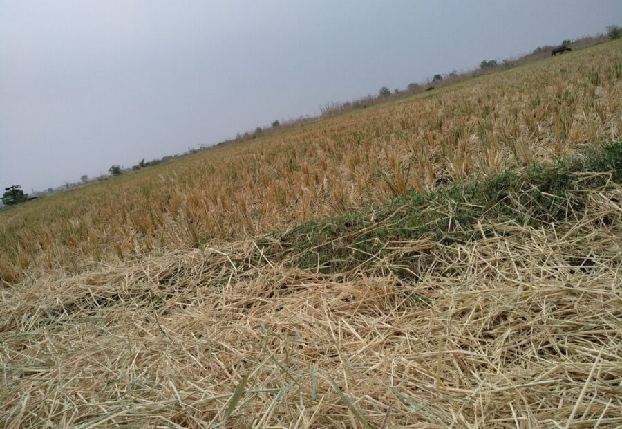 Immagine di eventi climatici estremi che colpiscono l'agricoltura