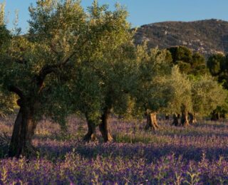Giacenze di olio d'oliva in Italia