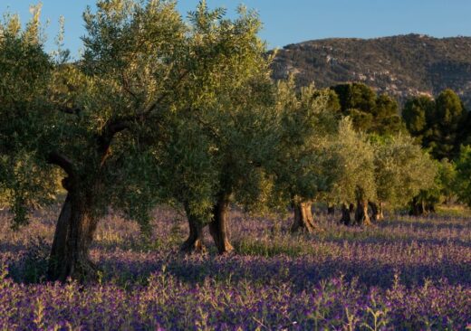 Giacenze di olio d'oliva in Italia