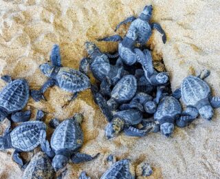 Nidi di Caretta caretta lungo le coste italiane