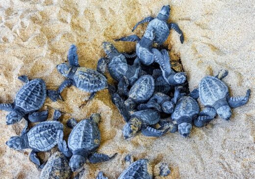 Nidi di Caretta caretta lungo le coste italiane