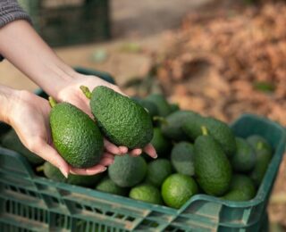 Immagine della produzione di avocado in Sicilia