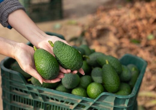Immagine della produzione di avocado in Sicilia