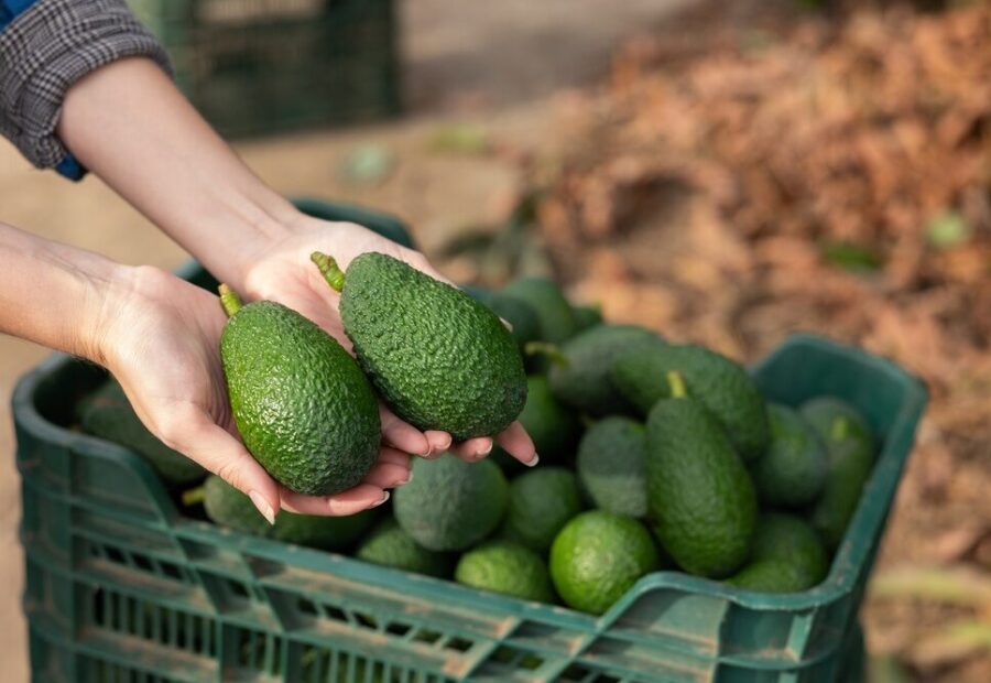 Immagine della produzione di avocado in Sicilia