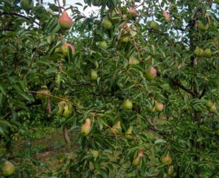 Pere italiane pronte per l'export