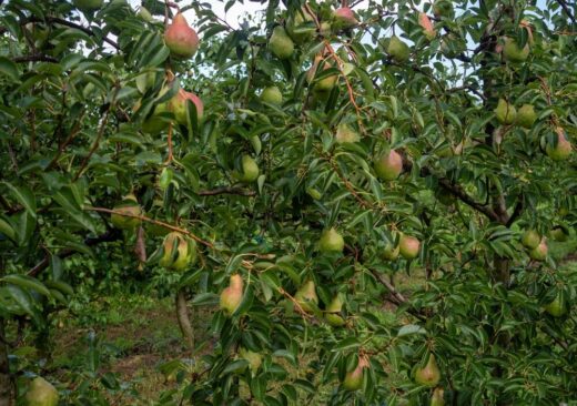 Pere italiane pronte per l'export