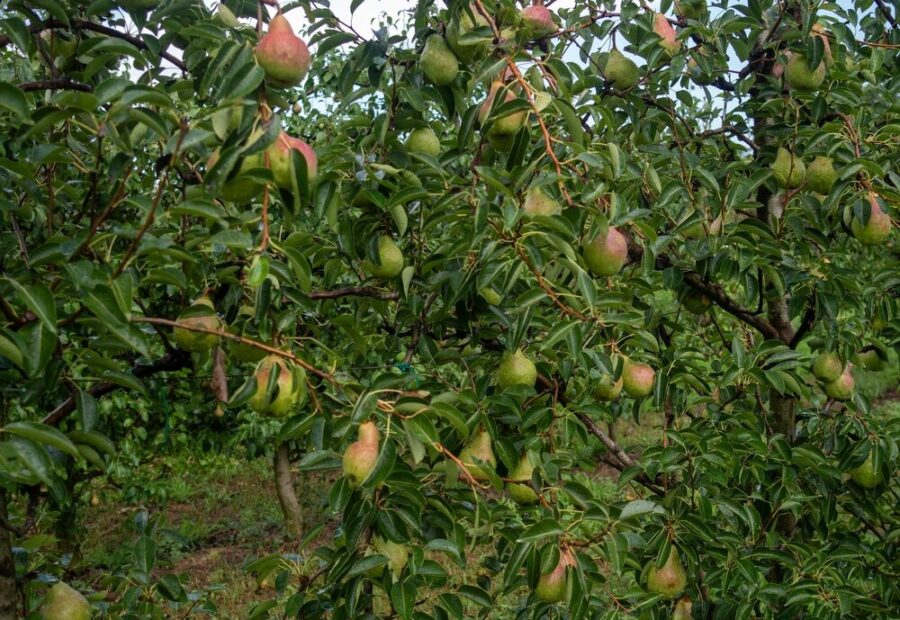 Pere italiane pronte per l'export