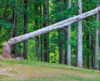 Aumento dei costi produttivi per i pannelli in legno