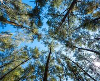 Piantumazione di alberi in Italia
