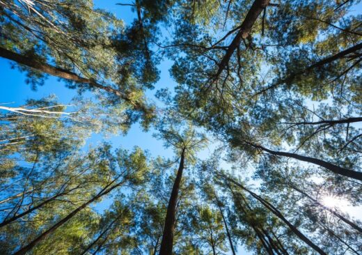 Piantumazione di alberi in Italia