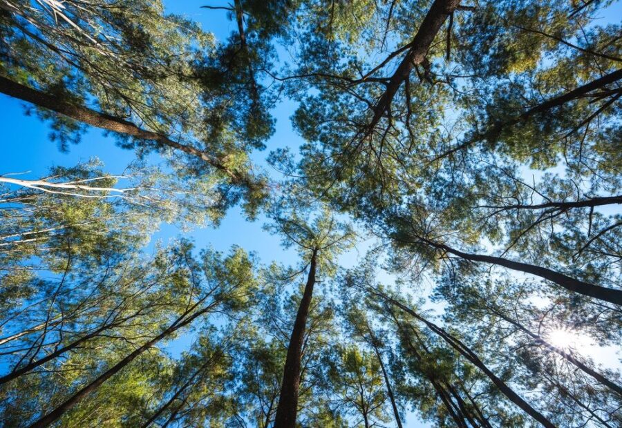 Piantumazione di alberi in Italia